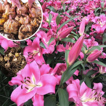 荷兰香水百合种球带芽绿植盆栽花卉种子室内外阳