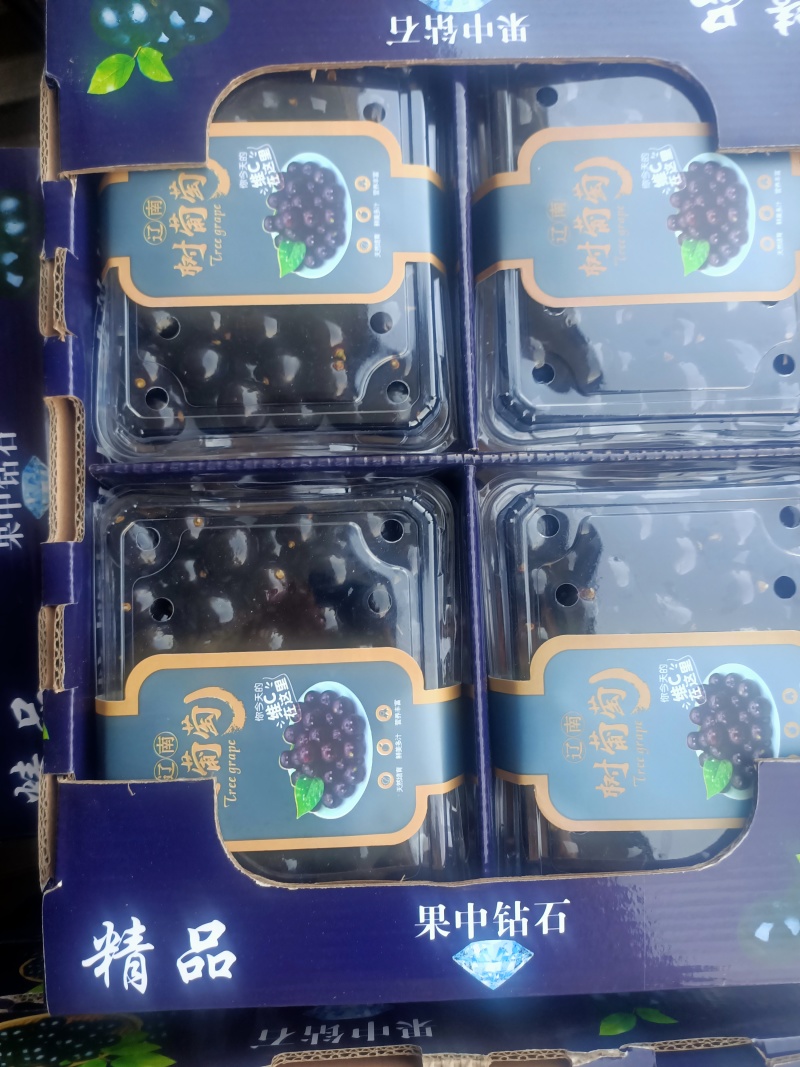 精品蛟龙果嘉宝果果肉清甜保质保量对接电商市场等