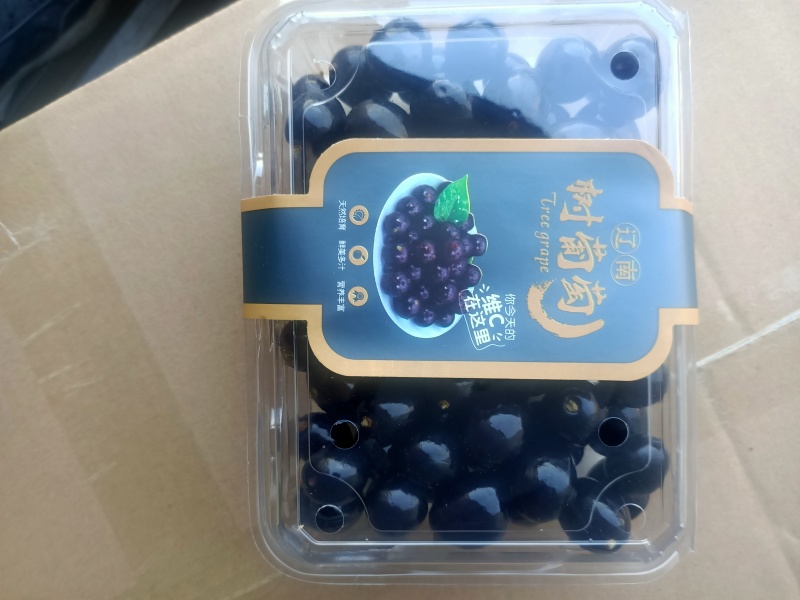 精品蛟龙果嘉宝果果肉清甜保质保量对接电商市场等