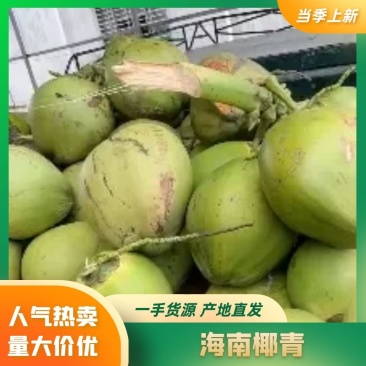 海南椰子椰青基地直采一手货源品质决定销量，