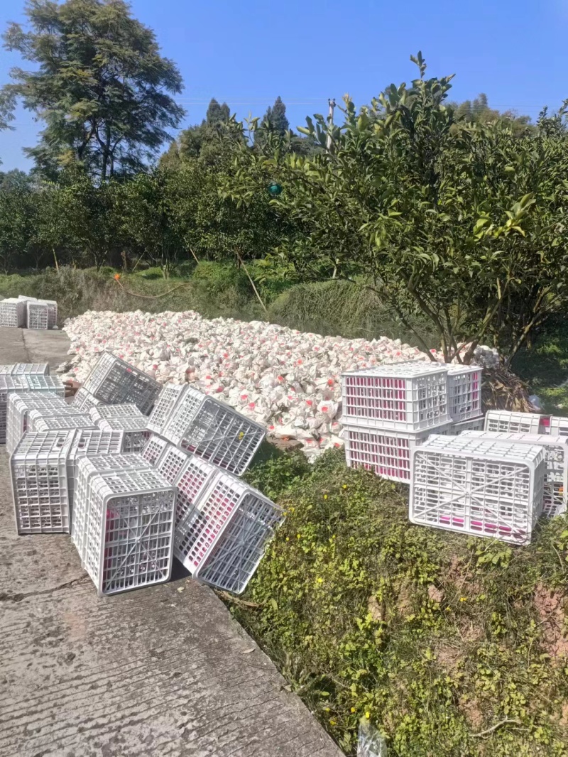 四川粑粑柑高山货，味道甜，细皮，化渣，爆汁，果面干净，，