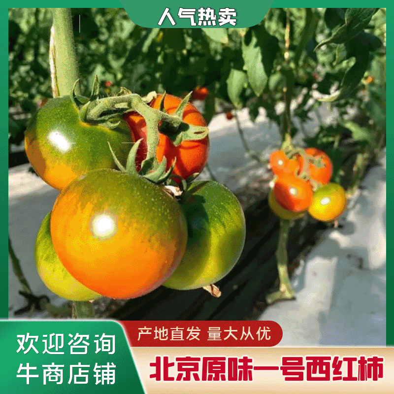 【牛商推荐】西红柿北京密云原味一号西红柿风味独特欢迎选购