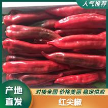 山东寿光红尖椒鲜辣椒品质正宗新品上市质量保证