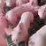 英系大白种公猪种母猪基地种猪场直发可实地考察欢迎电联