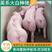 英系大白种公猪种母猪基地种猪场直发可实地考察欢迎电联