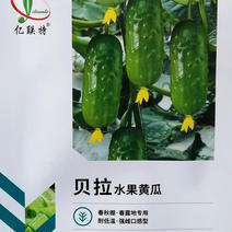 贝拉水果黄瓜种子，耐低温，强雌口感型，春秋棚，春露地专用