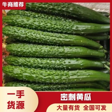 密刺黄瓜大荔优质密刺黄瓜陆续上市需要的老板请与我联系