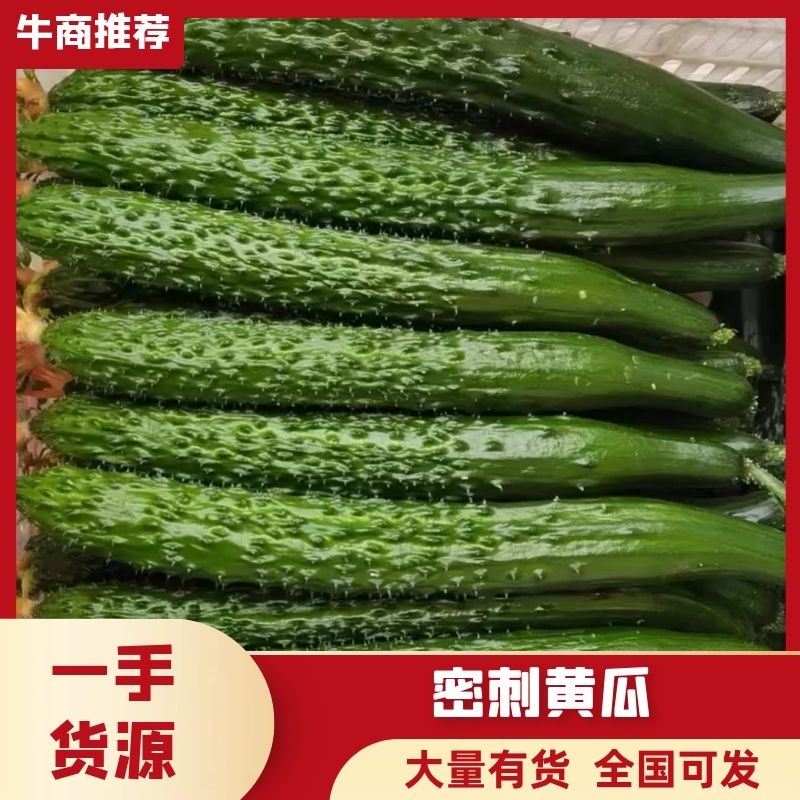 密刺黄瓜大荔优质密刺黄瓜陆续上市需要的老板请与我联系
