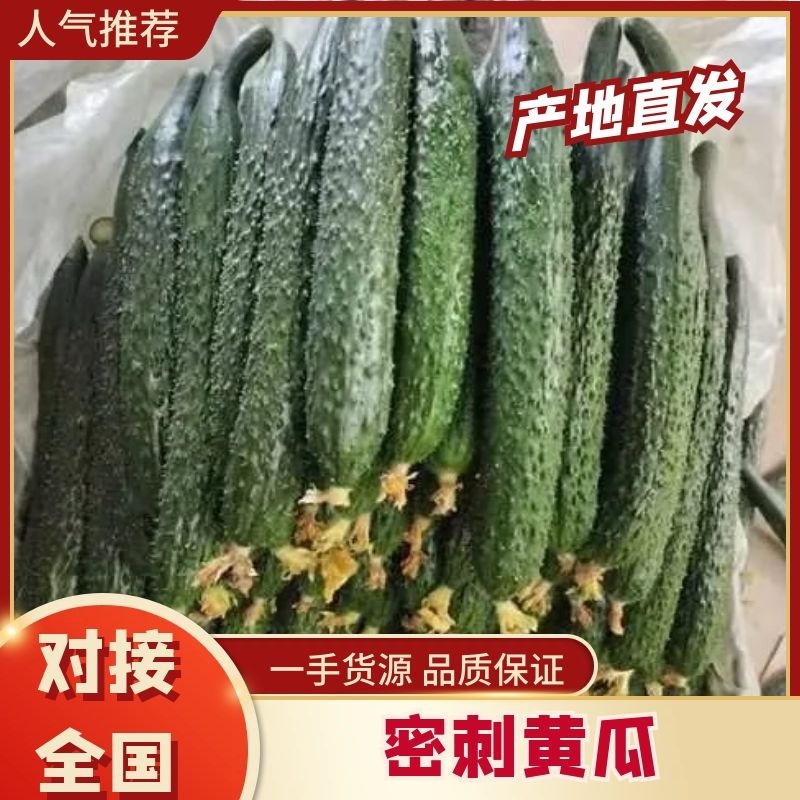 大荔县密刺黄瓜陆续上市中，需要的老板，请与一亩前联系我，