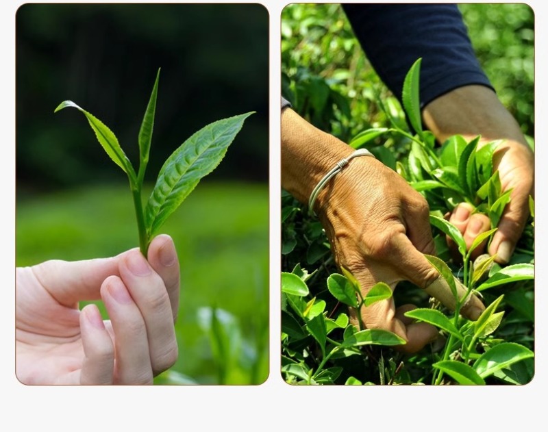 正岩岩韵水仙武夷岩茶茶叶大红袍乌龙茶浓香型古法炭焙礼盒装