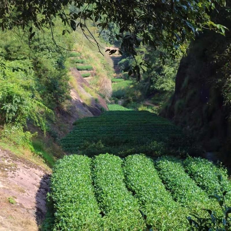 大红袍武夷山正岩肉桂茶武夷岩茶大红袍乌龙茶茶叶浓香型礼盒