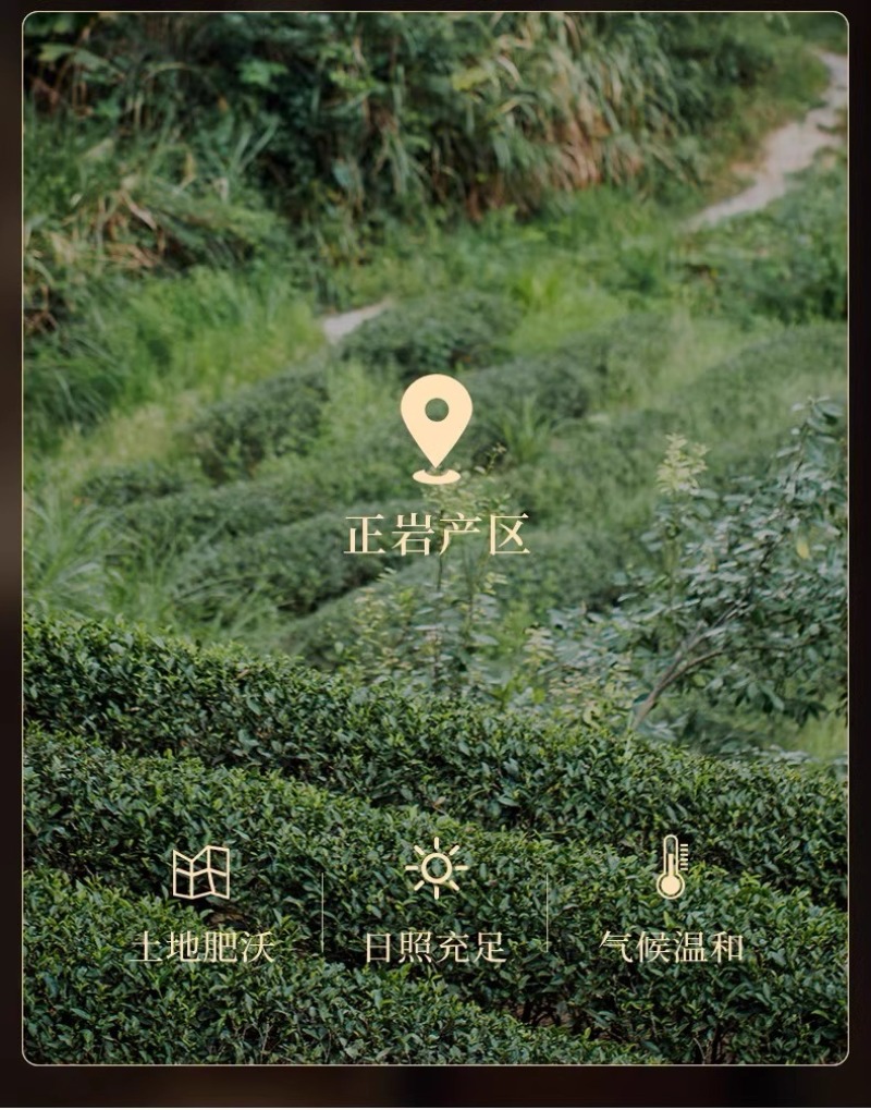大红袍武夷山正岩肉桂茶武夷岩茶大红袍乌龙茶茶叶浓香型礼盒