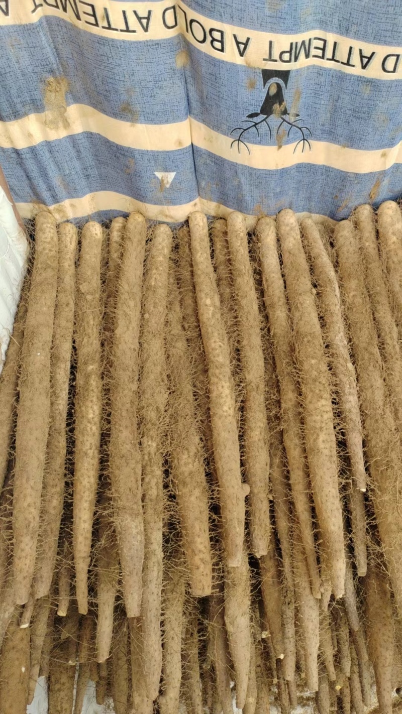 【推荐】河北小白嘴山药产地直发现货价优保质
