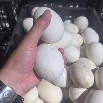 鹅蛋散黄蛋安徽滁州基地直供质量保证一手货源量大优惠