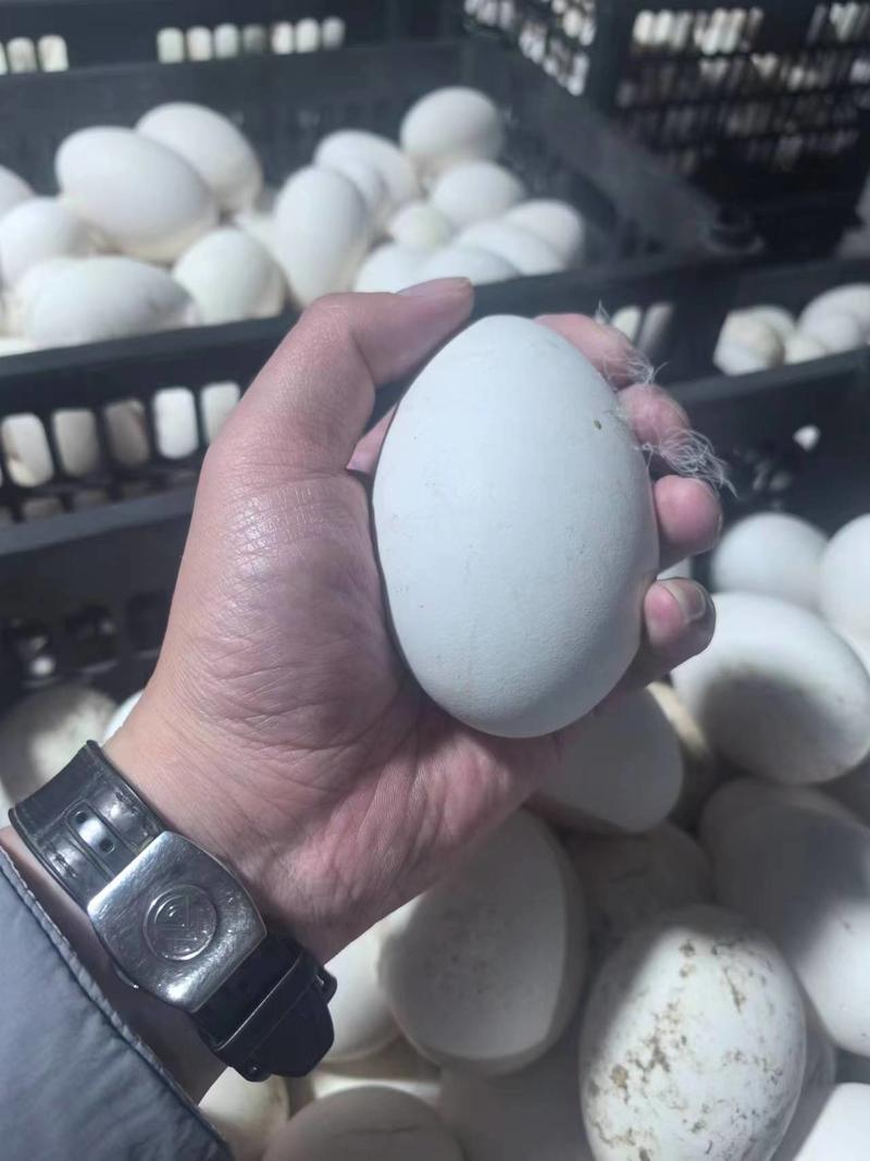 鹅蛋散黄蛋安徽滁州基地直供质量保证一手货源量大优惠
