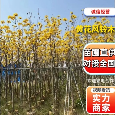 黄花风铃木5分至15分支持视频看货欢迎来电咨询