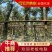 黄花风铃木5分至15分支持视频看货欢迎来电咨询
