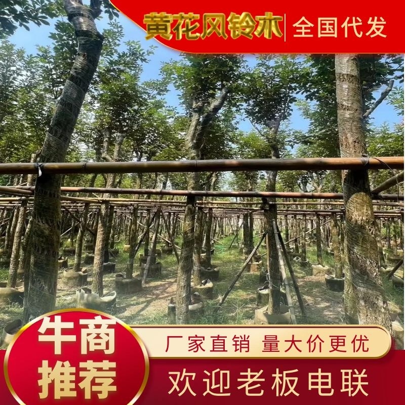 黄花风铃木5分至15分支持视频看货欢迎来电咨询