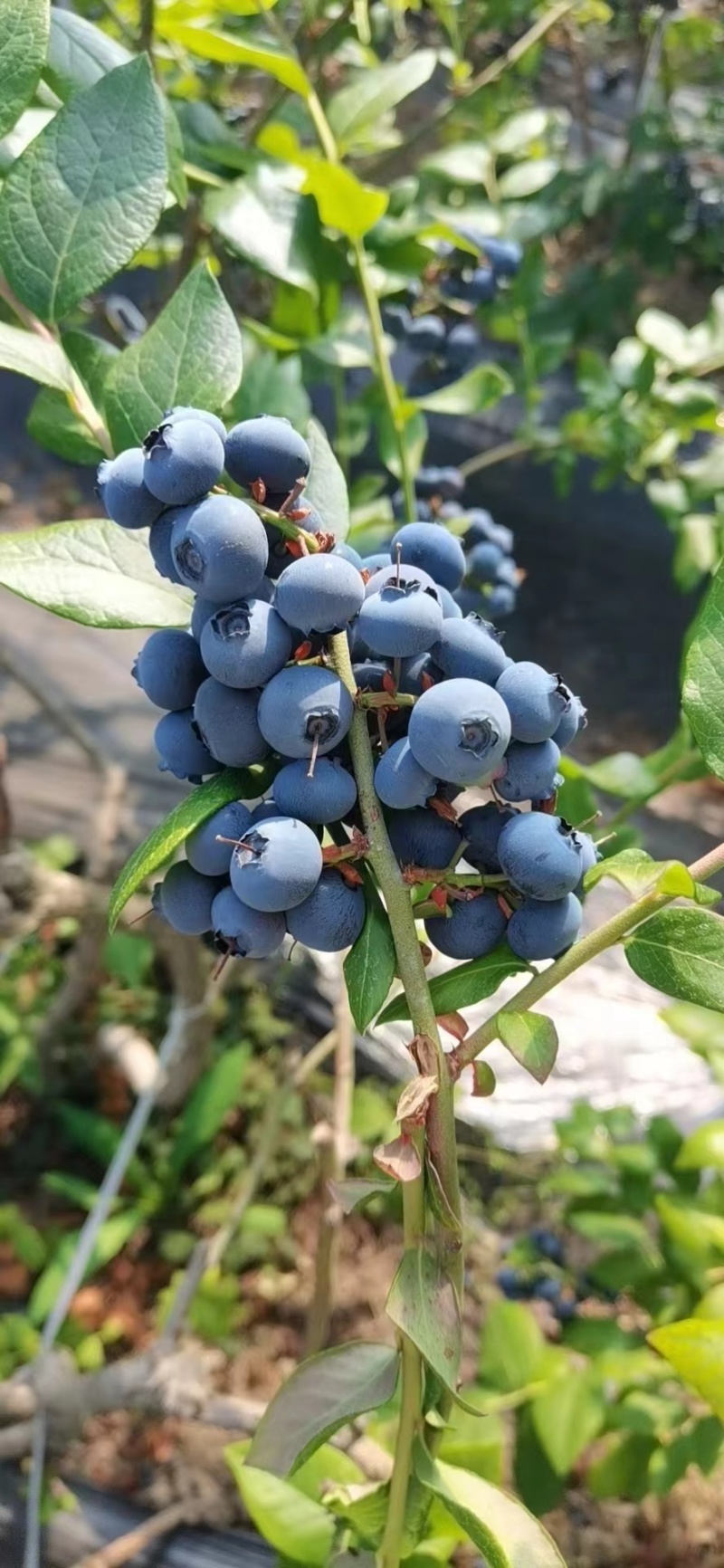 优质蓝莓大量供应中L25L11等规格全价格优对接批发商