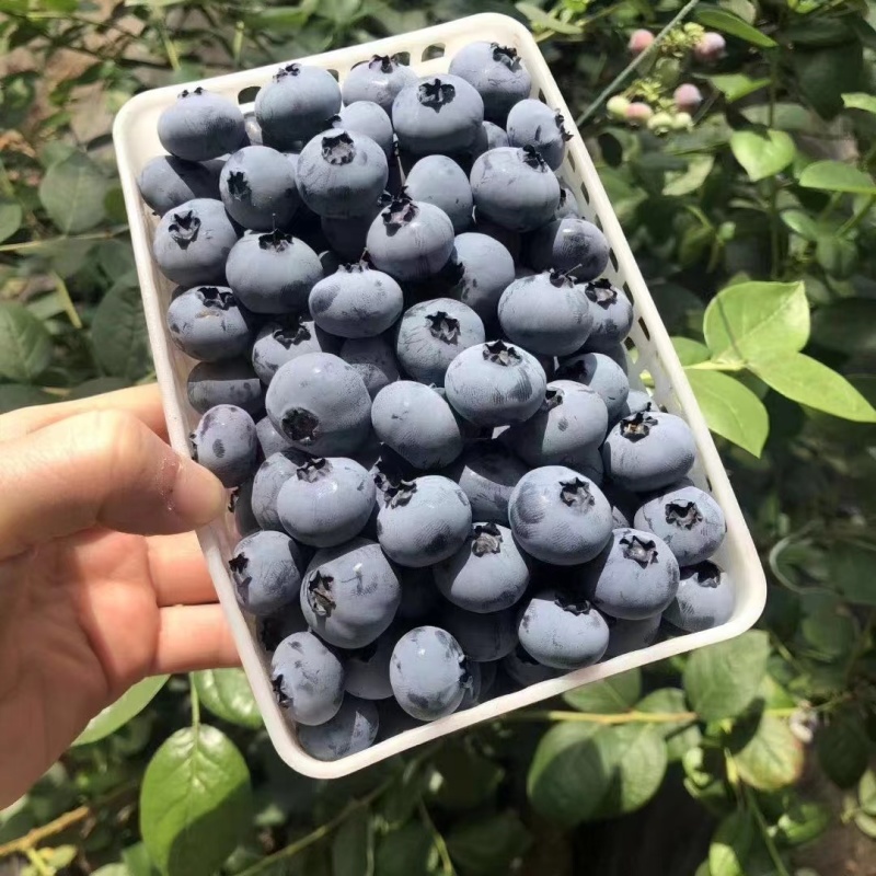 优质蓝莓大量供应中L25L11等规格全价格优对接批发商