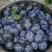 优质蓝莓大量供应中L25L11等规格全价格优对接批发商
