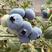 优质蓝莓大量供应中L25L11等规格全价格优对接批发商