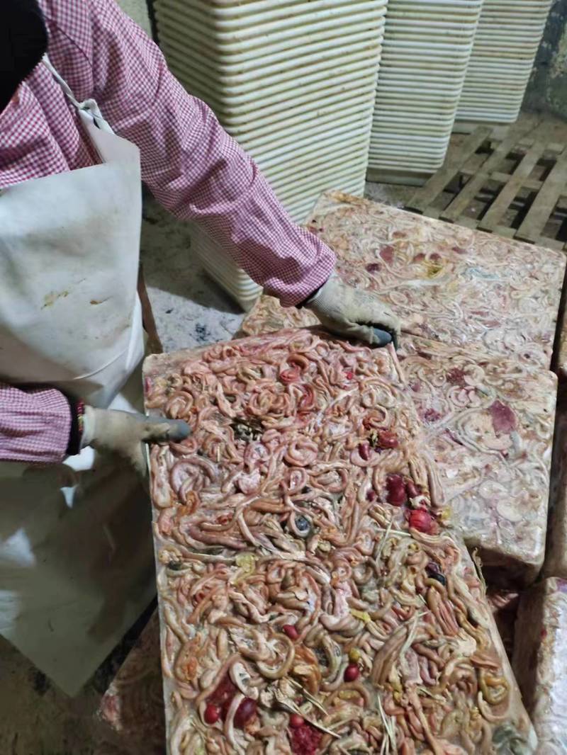 鸡肠饲料鸡肠养殖可用对接渔场品质保证欢迎电联