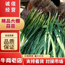 精品大棚蒜苗质量保证货源充足对接商超市场