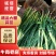 精品大棚蒜苗质量保证货源充足对接商超市场