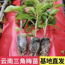 紫色三角梅小苗盆栽重瓣中国红画报扦插苗办公