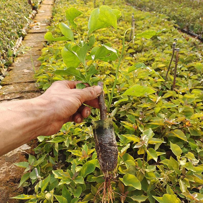 紫色三角梅小苗盆栽重瓣中国红画报扦插苗办公