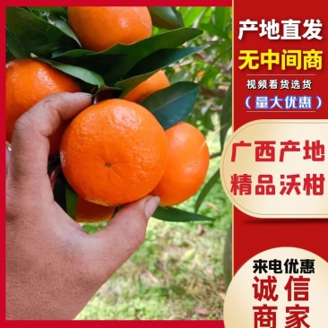 沃柑纯甜爆汁，无干水个头均匀糖度高现摘现发量大优惠