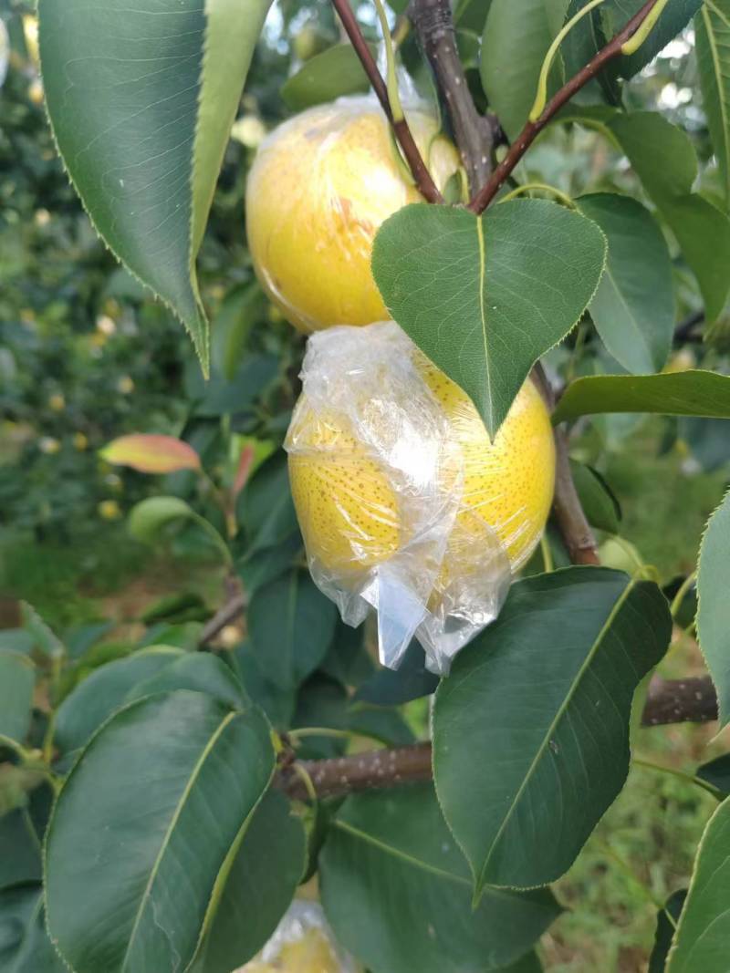 精品雪花梨，脆甜可口，品质保证，产地直发，欢迎采购