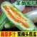 【荐】博洋61甜瓜羊角蜜专业大吨位供应商超，市场档口！