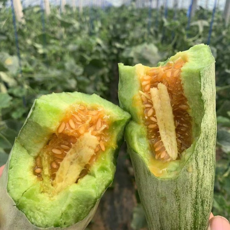 【荐】博洋61甜瓜羊角蜜专业大吨位供应商超，市场档口！