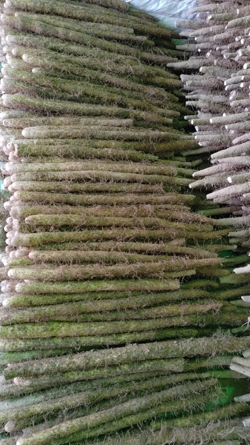 山药河北棒山药产地发货保质保量欢迎来电咨询