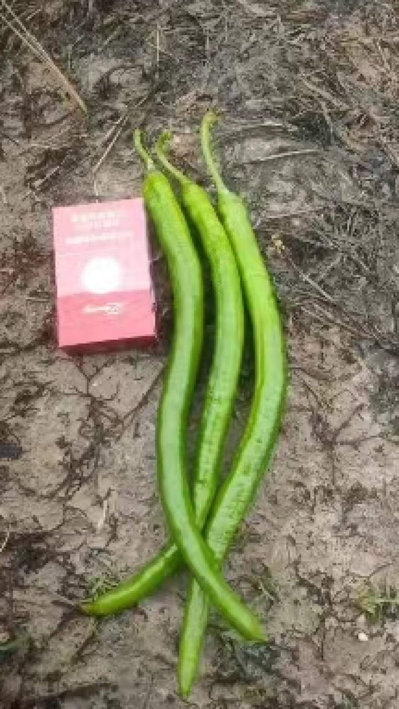 广西玉林博白精品青椒基地货，量大从优。各种线椒大量有，