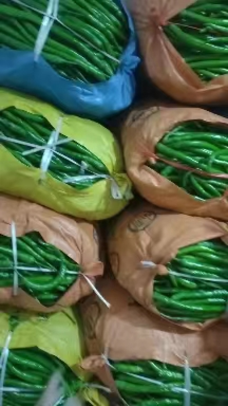 广西玉林博白精品青椒基地货，量大从优。各种线椒大量有，