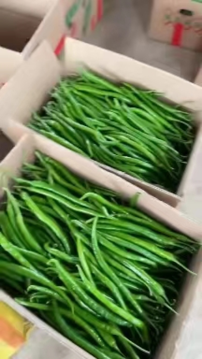 广西玉林博白精品青椒基地货，量大从优。各种线椒大量有，