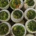 【脆甜】草莓西红柿福建新鲜西红柿番茄量大从优欢迎选购