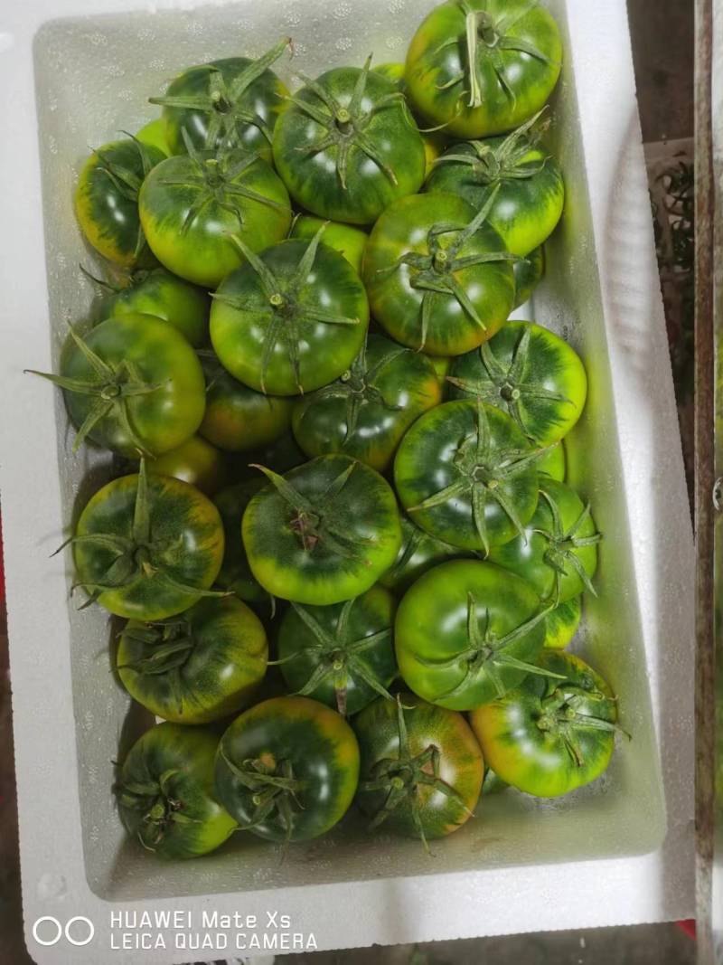 【脆甜】草莓西红柿福建新鲜西红柿番茄量大从优欢迎选购