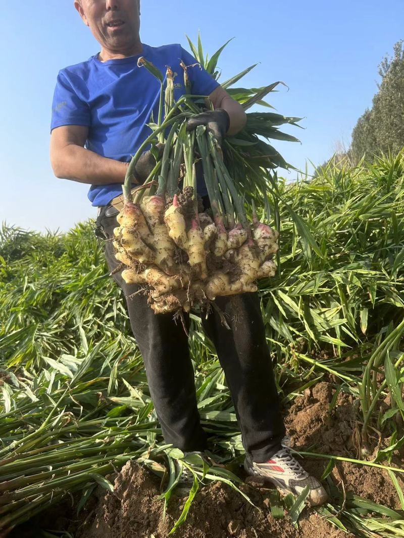 【优质推荐】山东优质生姜大黄姜对接全国量大从优味道浓郁