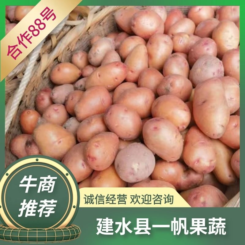 合作88云南土豆现挖现发产地供应欢迎来电