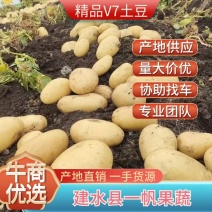 V7土豆云南土豆新鲜上市货源充足大量批发