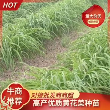 高产优质黄花菜种苗苗子纯量大从优免费提供技术指导