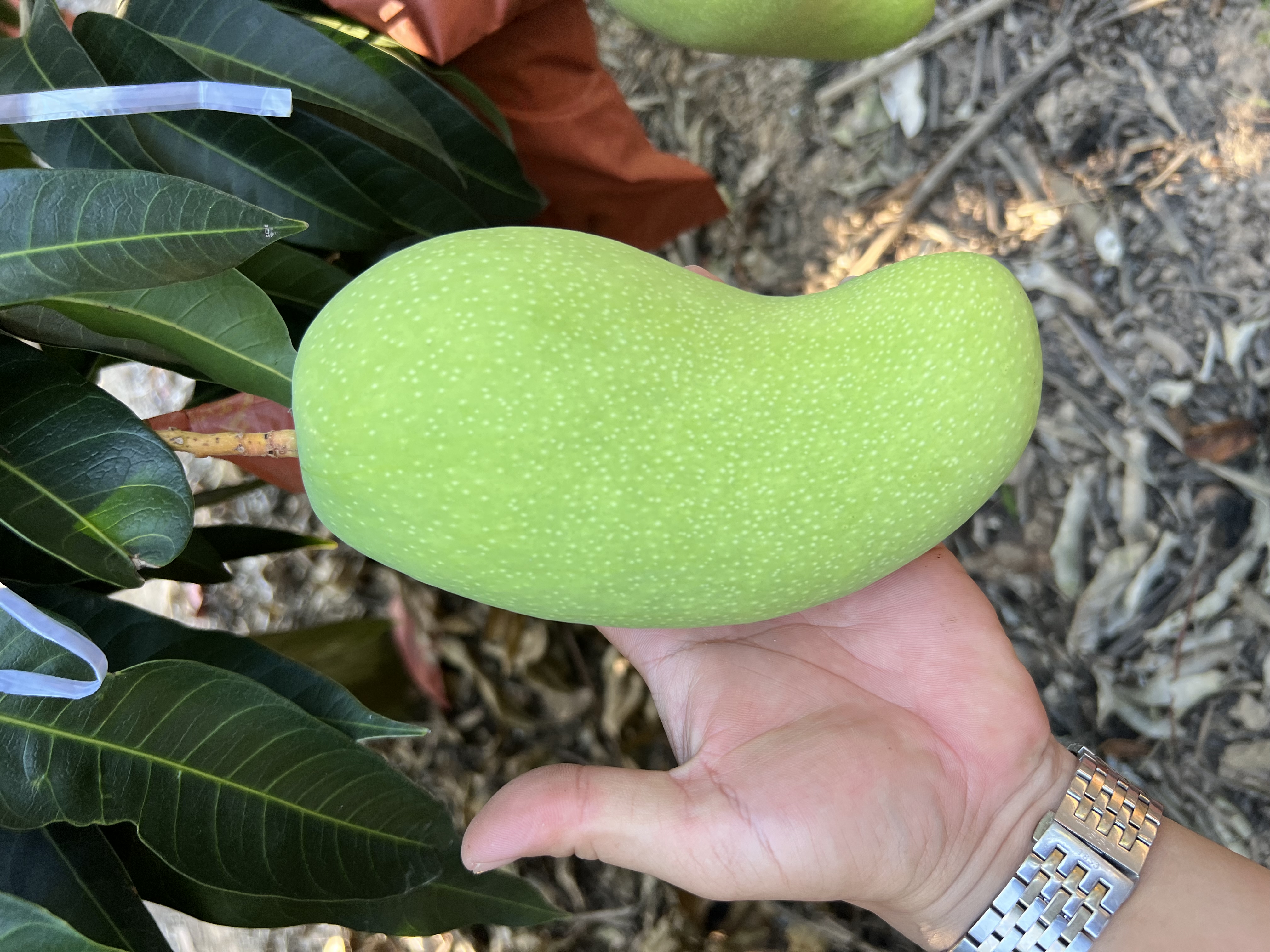 金煌芒果核特写,展示其扁平椭圆形的外观和浅棕色表面 金煌芒果核特写