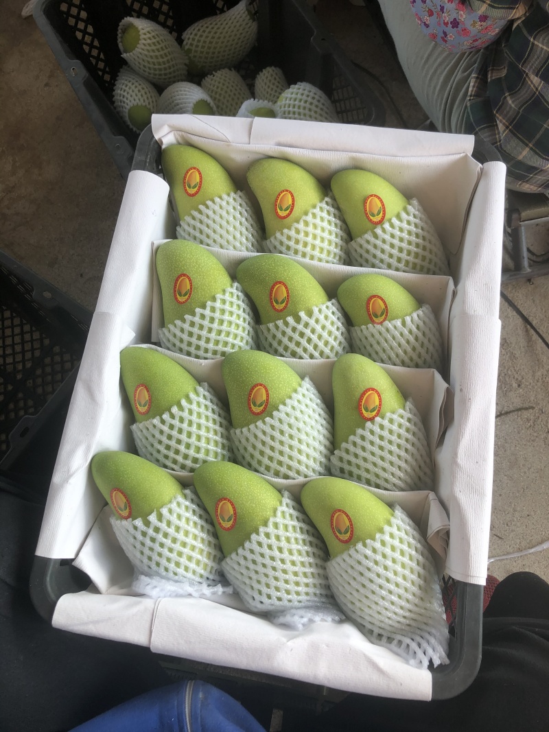 海南精选金煌芒，欢迎各大平台，电商，市场批发，地摊咨询