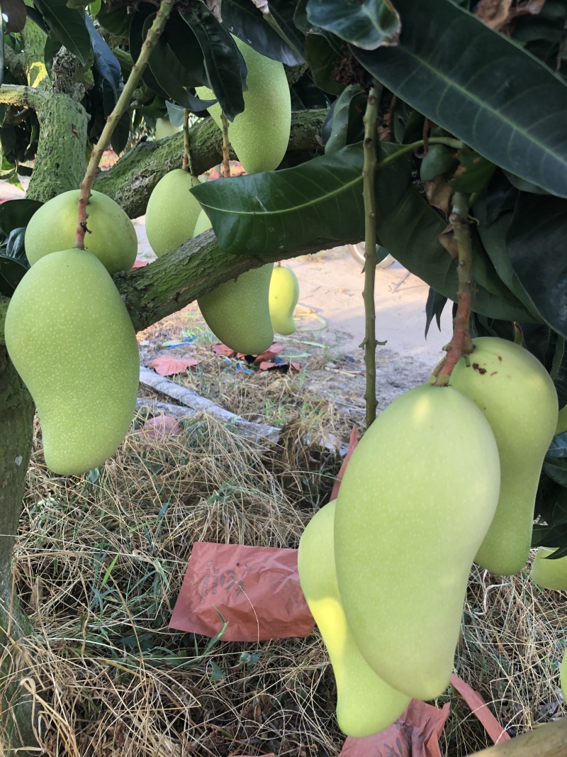 海南精选金煌芒，欢迎各大平台，电商，市场批发，地摊咨询