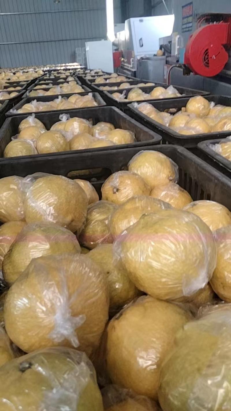 精选黄金贡柚大量现货产地直发保质保量供应全国市场