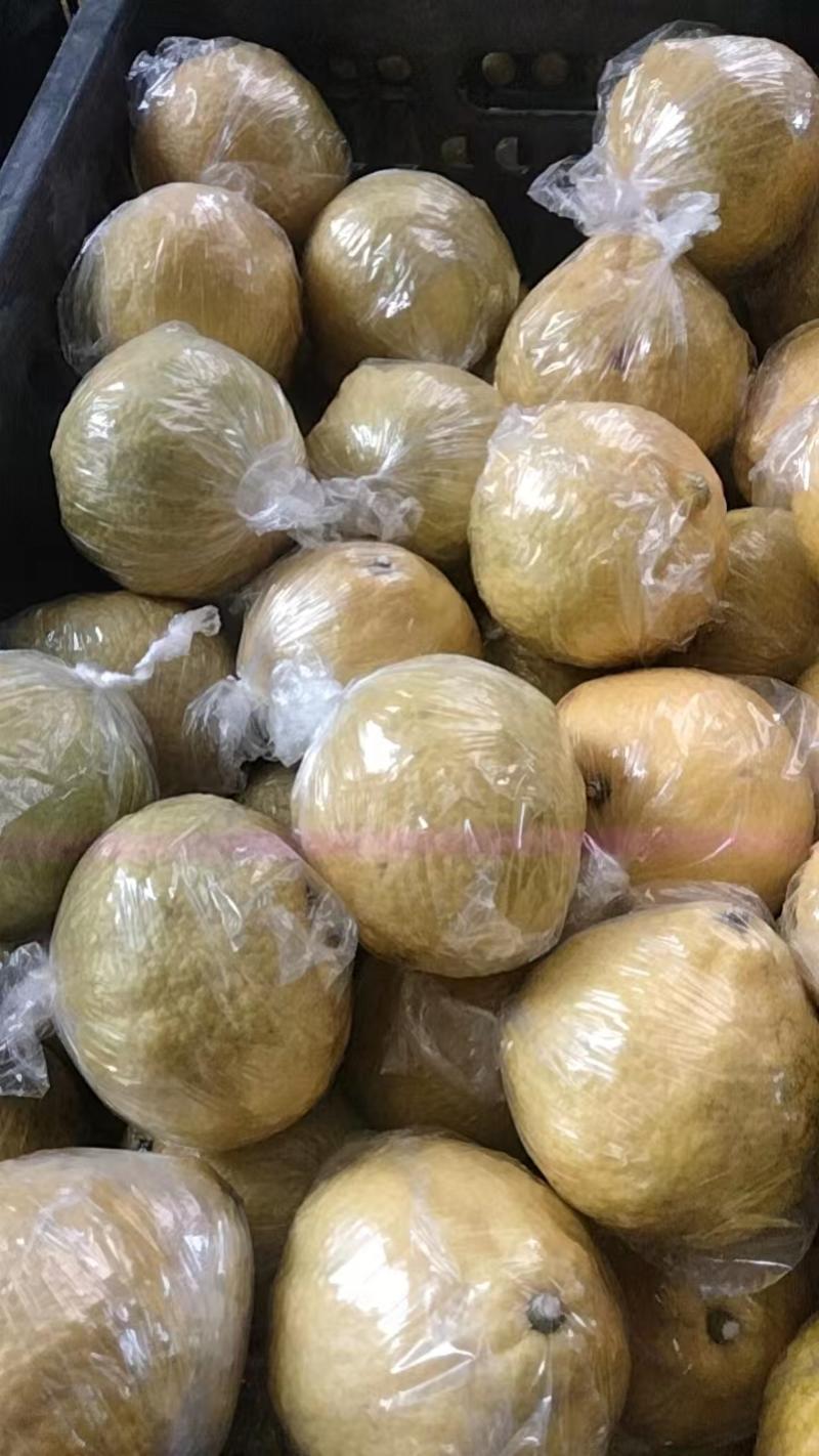 精选黄金贡柚大量现货产地直发保质保量供应全国市场